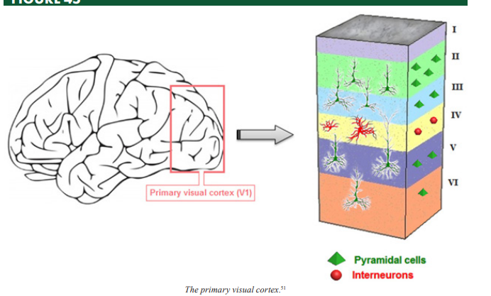 <p>Pyramidal Cells</p>