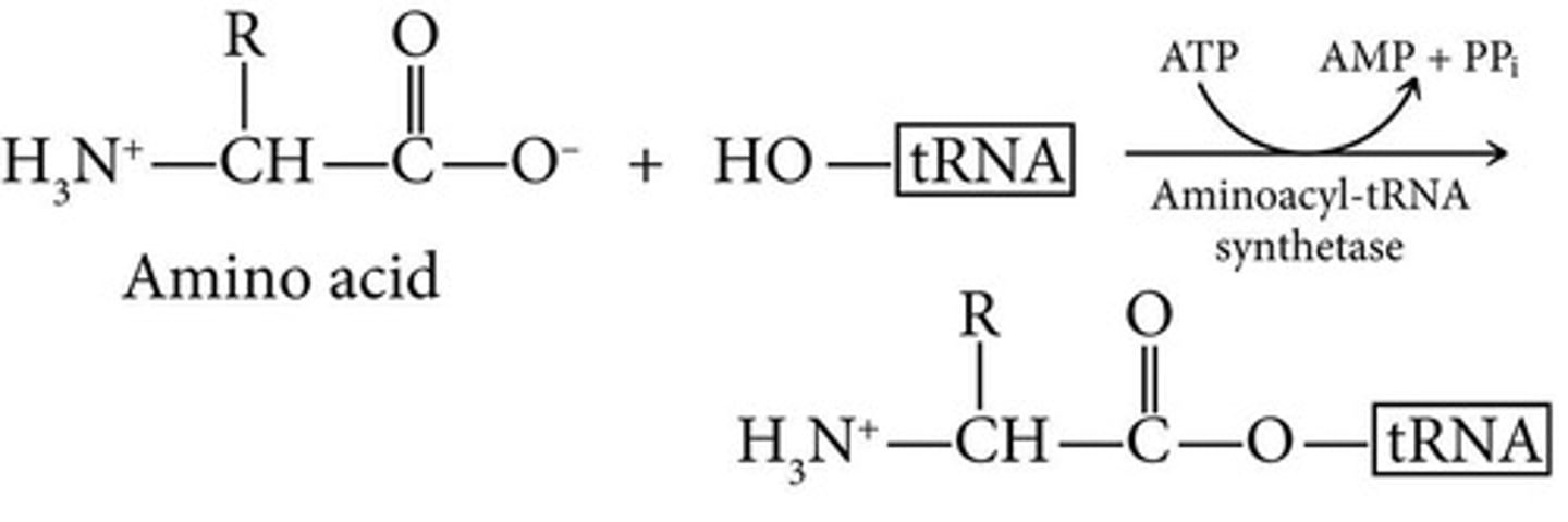 <p>Enzyme linking amino acids to tRNA; requires ATP.</p>