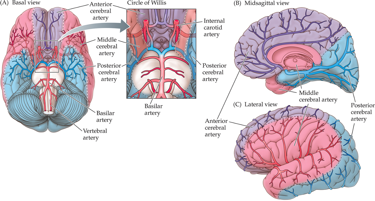 <p>3 major arteries (anterior, middle, and posterior) supply blood to the brain; </p><p>Blood flow to the brain is tightly regulated by the blood brain barrier</p>