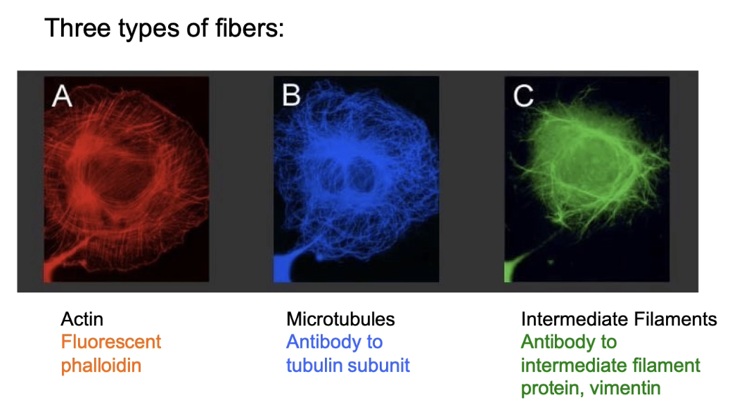 <ul><li><p><strong>Types</strong>: Actin filaments (microfilaments), Microtubules, Intermediate filaments (IFs)</p></li><li><p><strong>Defined by</strong>: Diameter and subunit type</p></li><li><p><strong>Actin labeling:</strong></p><ul><li><p><strong>Phalloidin</strong> (fluorescent toxin from death cap mushroom)</p><ul><li><p>High specificity &amp; affinity to actin</p></li><li><p>Stabilizes actin filaments</p></li></ul></li><li><p>Antibody to actin</p></li><li><p>Actin:GFP fusion</p></li></ul></li><li><p><strong>Microtubule labeling:</strong></p><ul><li><p>Antibody to tubulin</p></li><li><p>Tubulin:GFP fusion</p></li></ul></li><li><p><strong>Intermediate filament labeling:</strong></p><ul><li><p>Antibody to filament-specific subunit</p></li><li><p>GFP fusion proteins</p></li></ul></li><li><p><strong>All 3 fibres:</strong></p><ul><li><p>Found in all eukaryotic cells</p></li><li><p>Form overlapping but distinct structures</p></li><li><p>Can be seen together in cells via fluorescent labeling</p></li></ul></li></ul><p></p>