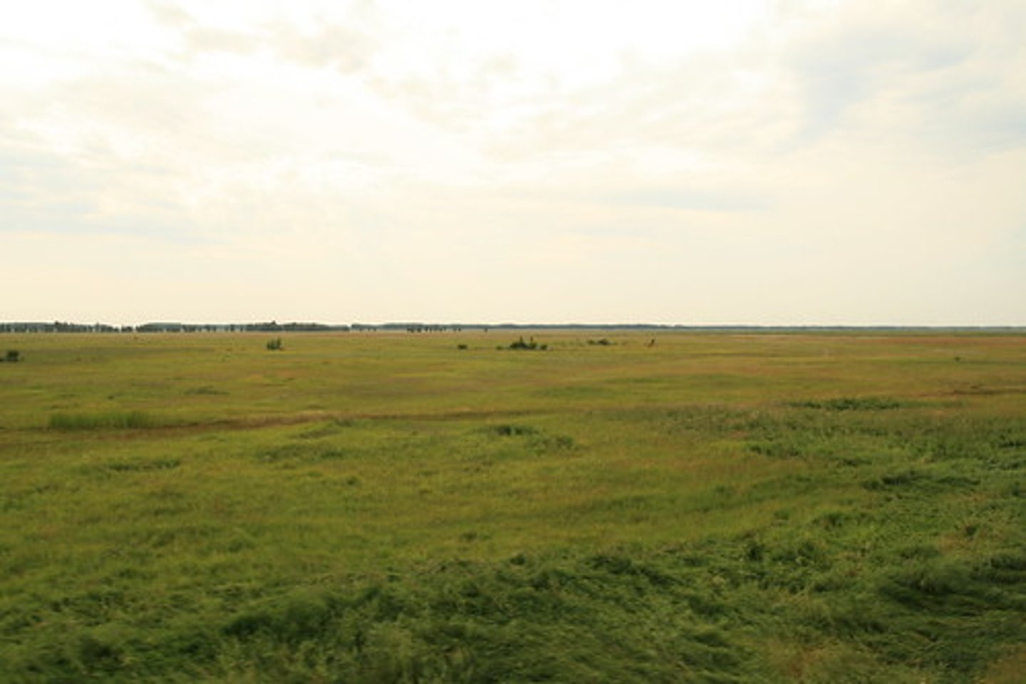 <p>sparse, dry, treeless grassland</p>