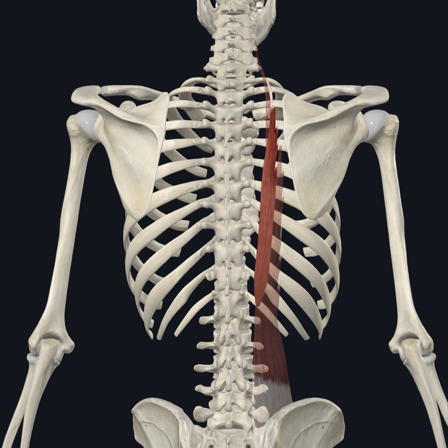<p>Angles of upper ribs; TP C7</p>