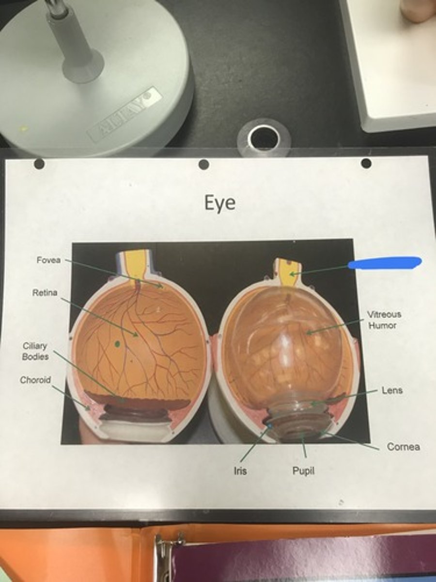 <p>Label the structure covered in blue ink</p>