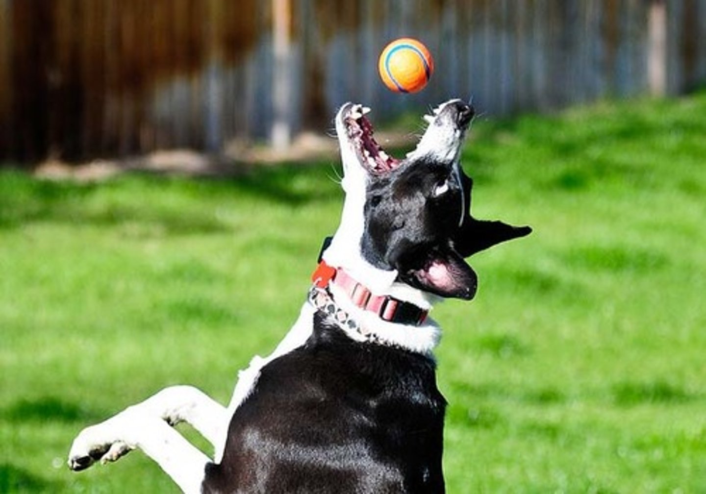 <p>Лови м'яч</p>