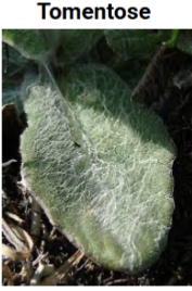 <p>Tomentose</p>