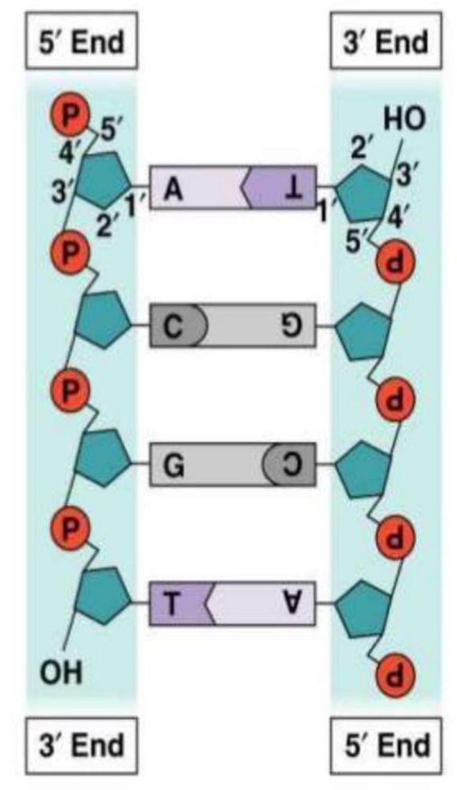 <p>DNA Stucture </p>