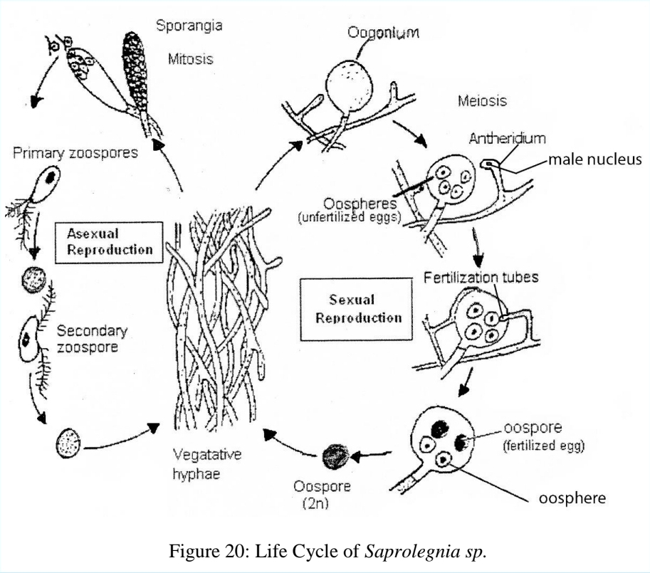 <p>ASexual reproduction in Oomycetes</p>