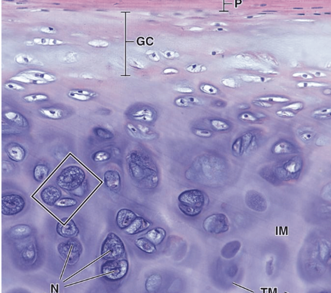 <p>What are chondrocytes and where are they found?</p>