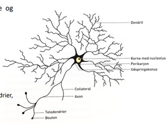 <ul><li><p>Nucleus og nucleolus</p></li><li><p>Perikaryon (soma/cytoplasma)</p></li><li><p>Dendritter</p></li><li><p>Udspringskonus</p></li><li><p>Axon (kollateral, telodendrier, bouton)</p></li></ul><p></p>