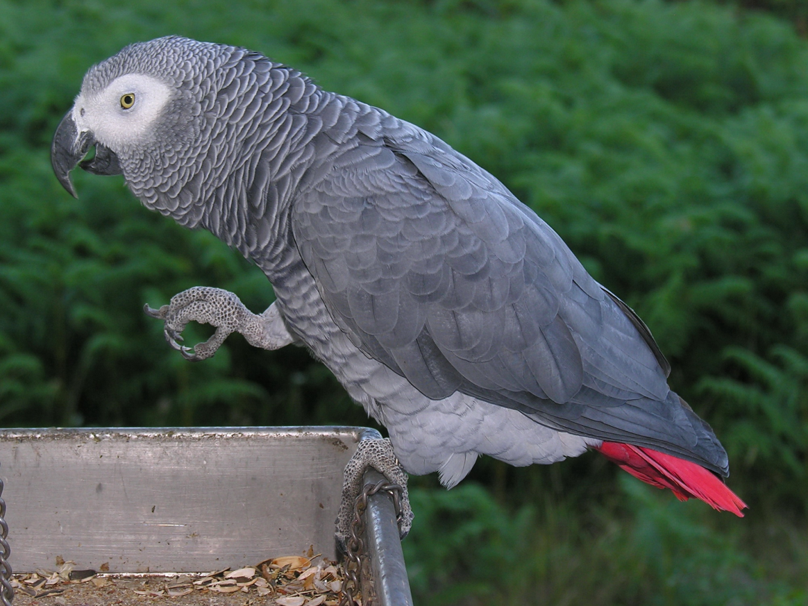 <p>African Gray Parrot</p>