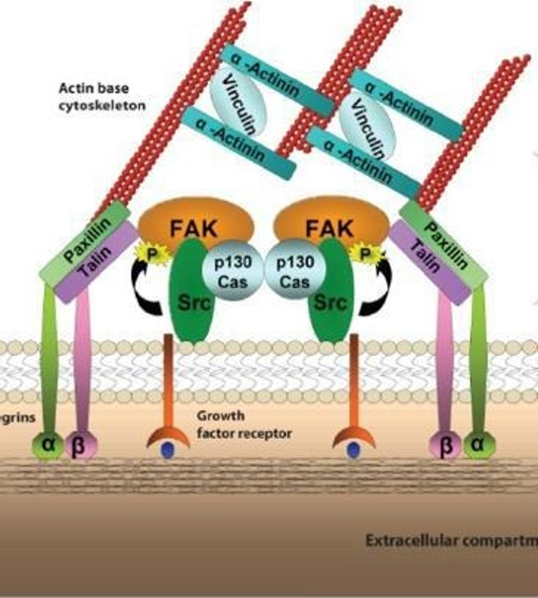 <p>Cell structures that anchor cells to the extracellular matrix.</p>