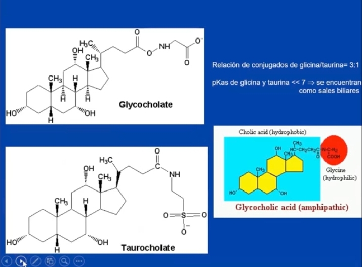 <p>Esto es dado por el pKa de la glicina y taurina <strong>&lt;&lt;</strong> 7, se encuentran ionizados como sales biliares.</p><p>Predomina glicocolato frente al taurocolato glicina/taurina= 3:1</p><p>Sales biliares anfipaticas.</p><p>Sales biliares en solución van a estar libres, hasta la formacion de micelas. Concentración micelar crítica</p>