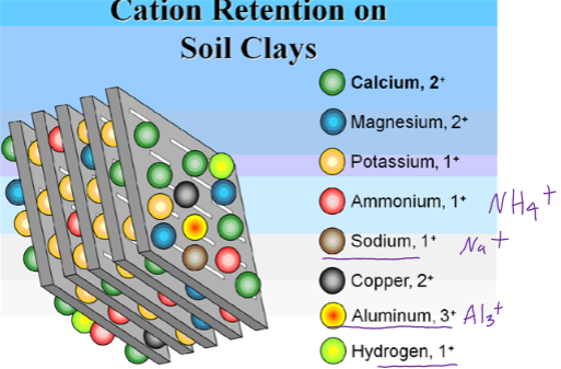 Cation Retention on Soil Clays