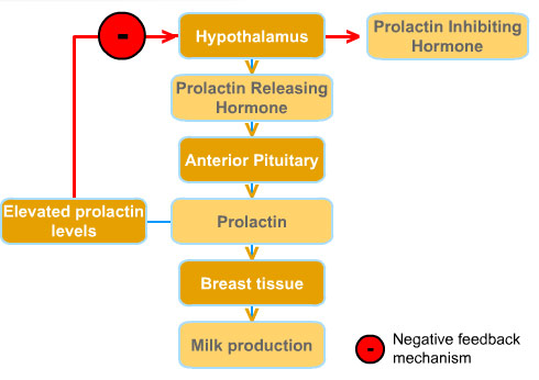 <p>hypothalamus → DA → <span style="color: red"><strong>(-) </strong></span>anterior pituitary lactotrophs → prolactin → <span style="color: green"><strong>(+)</strong></span> milk production</p><p>estrogen →<span style="color: green"><strong> (+) </strong></span>anterior pituitary lactrotrophs → prolactin → <span style="color: green"><strong>(+)</strong></span> milk production</p><p>excess TRH can also stimulate <span style="color: green"><strong>(+)</strong></span> anterior pituitary lactrotrophs → prolactin → <span style="color: green"><strong>(+)</strong></span> milk production</p>