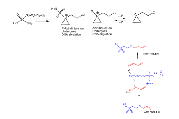 <p>Cyclophosphamide</p>