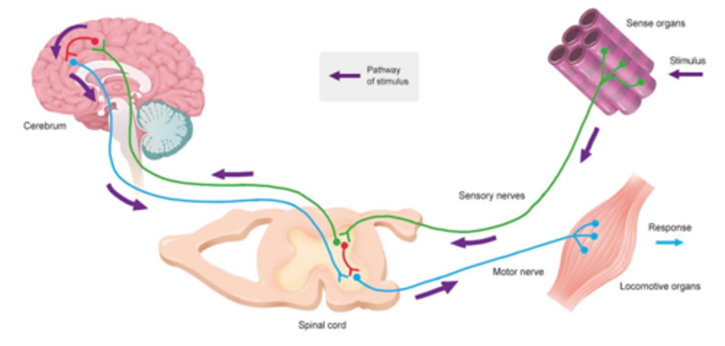 <p>Sensory neuron -&gt; Somatic sensory pathway -&gt; Nerve -&gt; Spinal cord segment -&gt; CNS pathway -&gt; Medulla oblongata -&gt; sensory cortex</p>