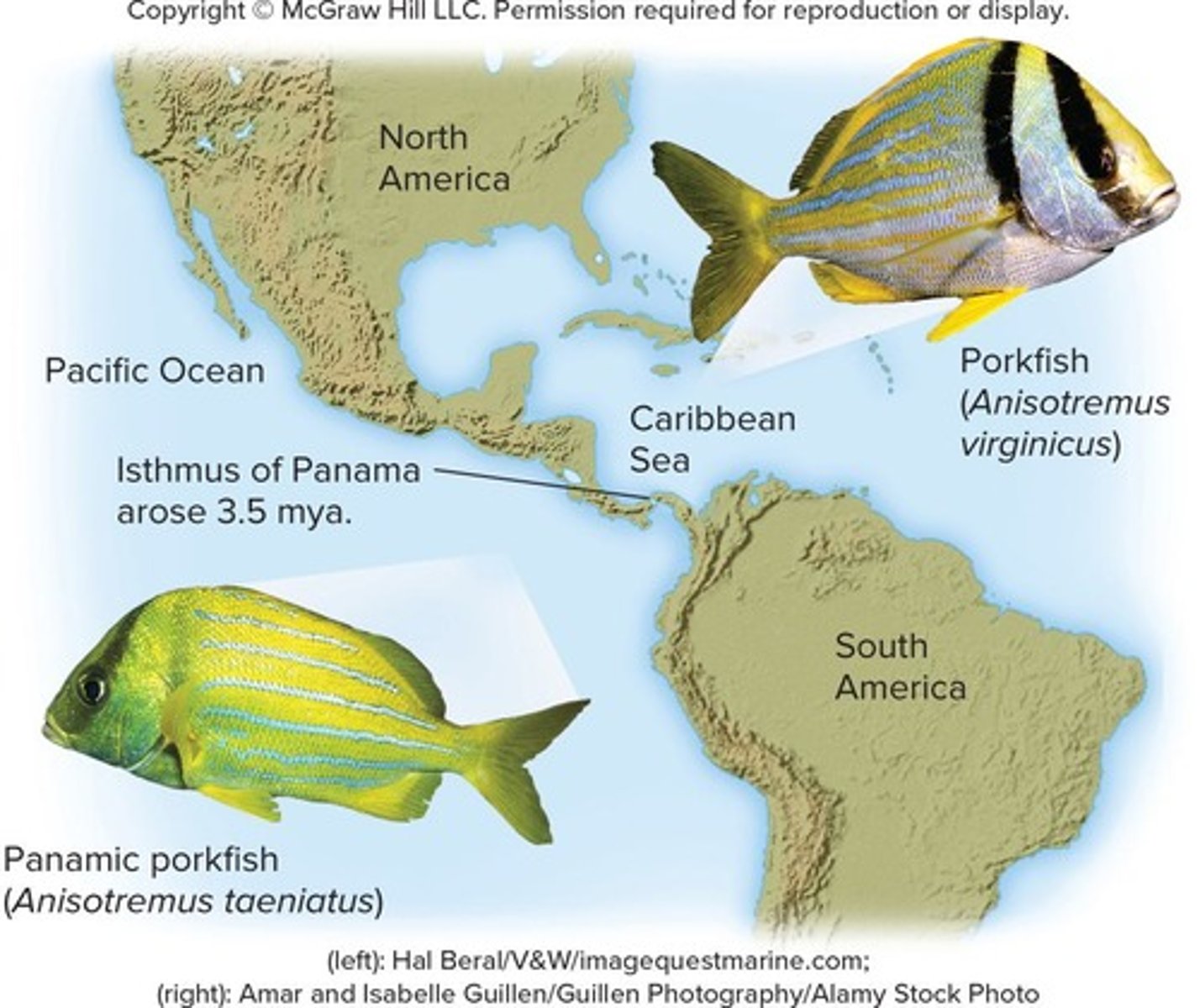 <p>A key factor in allopatric speciation, where physical barriers separate populations.</p>