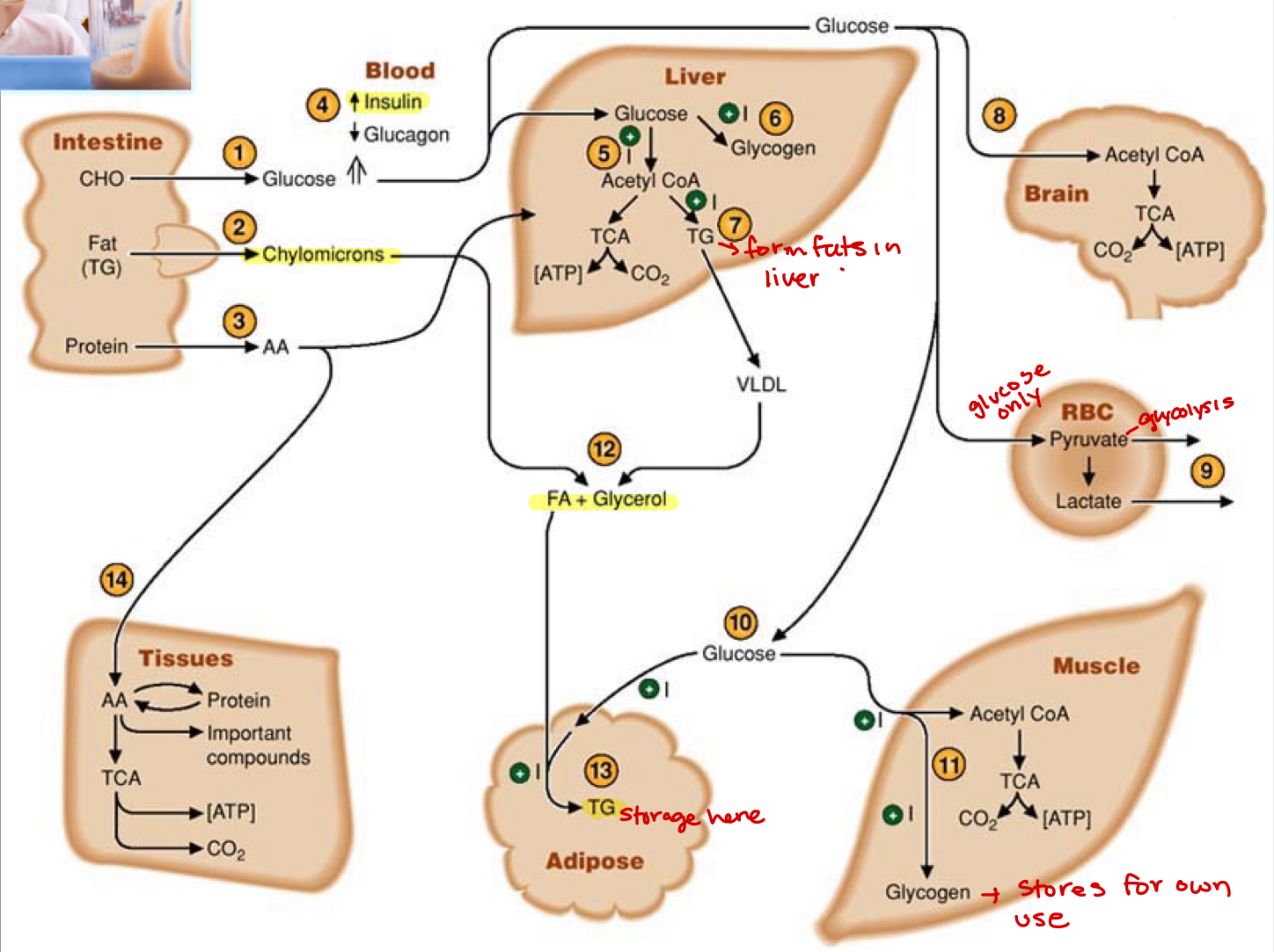 <p>insulin, lowers blood sugars—&gt; dictates movement of sugar from blood into the cells</p><ul><li><p>sugar is either stored(glycogen) or metabolized to fatty acids—&gt; shuffle from one to the other</p></li><li><p>can build fat from sugars</p></li><li><p>lipogenesis—&gt;acetyl-CoA converted to fats</p></li><li><p>high caloric intake turns into storage</p></li></ul><p></p>