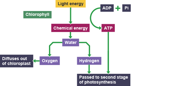 <p>1. The light energy from the sun is used to split water into hydrogen and oxygen which generates ATP.</p><p>2. The oxygen diffuses out of the leaf into the atmosphere. 3. The hydrogen and ATP move to the next stage</p>