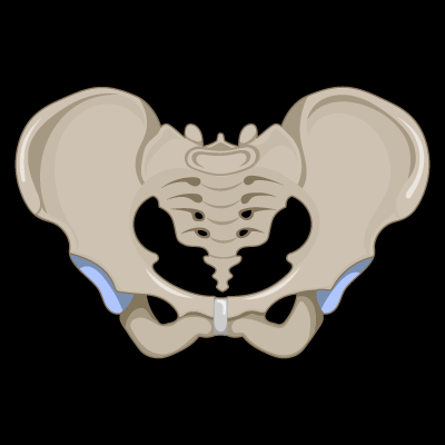 <p>Which Pelvis is this?</p><ul><li><p></p><blockquote><p>90° Pubic Arch (Angle at the Bottom of the Pelvis)</p></blockquote></li><li><p>Shorter and Wider</p></li><li><p>Shallow Pelvic Cavity</p></li></ul>