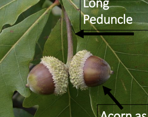 <p>long peduncles, cap 1/3 of acorn</p>
