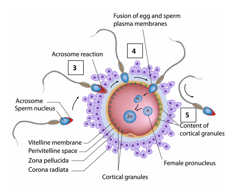 <ul><li><p>Cortical reaction</p></li><li><p>Produces a fertilisation membrane</p></li><li><p>The oocyte’s smooth ER releases calcium ions into the cytoplasm</p></li><li><p>Cortical granules fuse with the cell membrane and release their contents of enzymes.</p></li><li><p>The zona pellucida hardens and expands</p></li></ul><p></p>