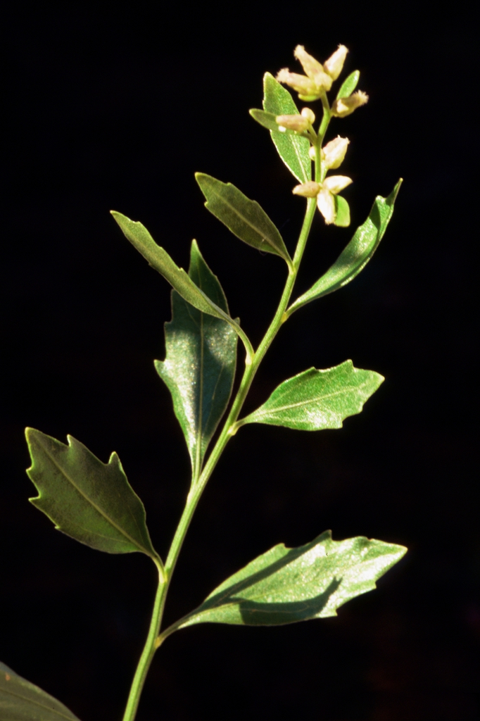 Saltbush