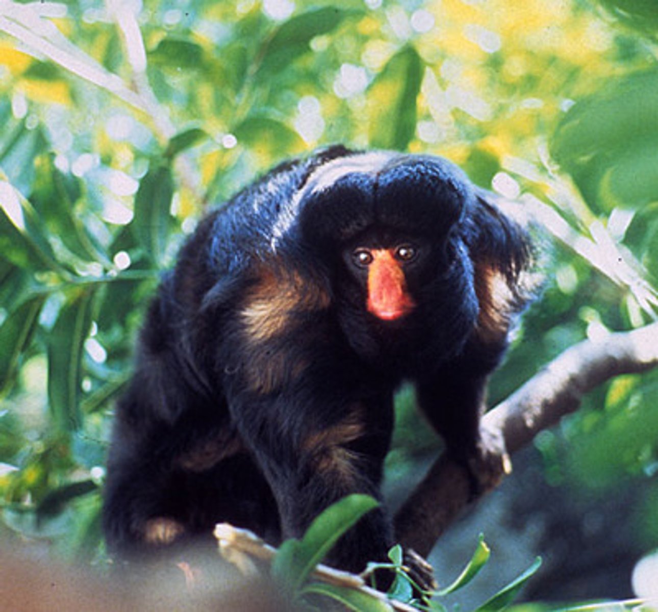 <p>CITES Appendix I</p><p>(parvorder platyrrhiini)- Red Nose Bearded Saki</p>