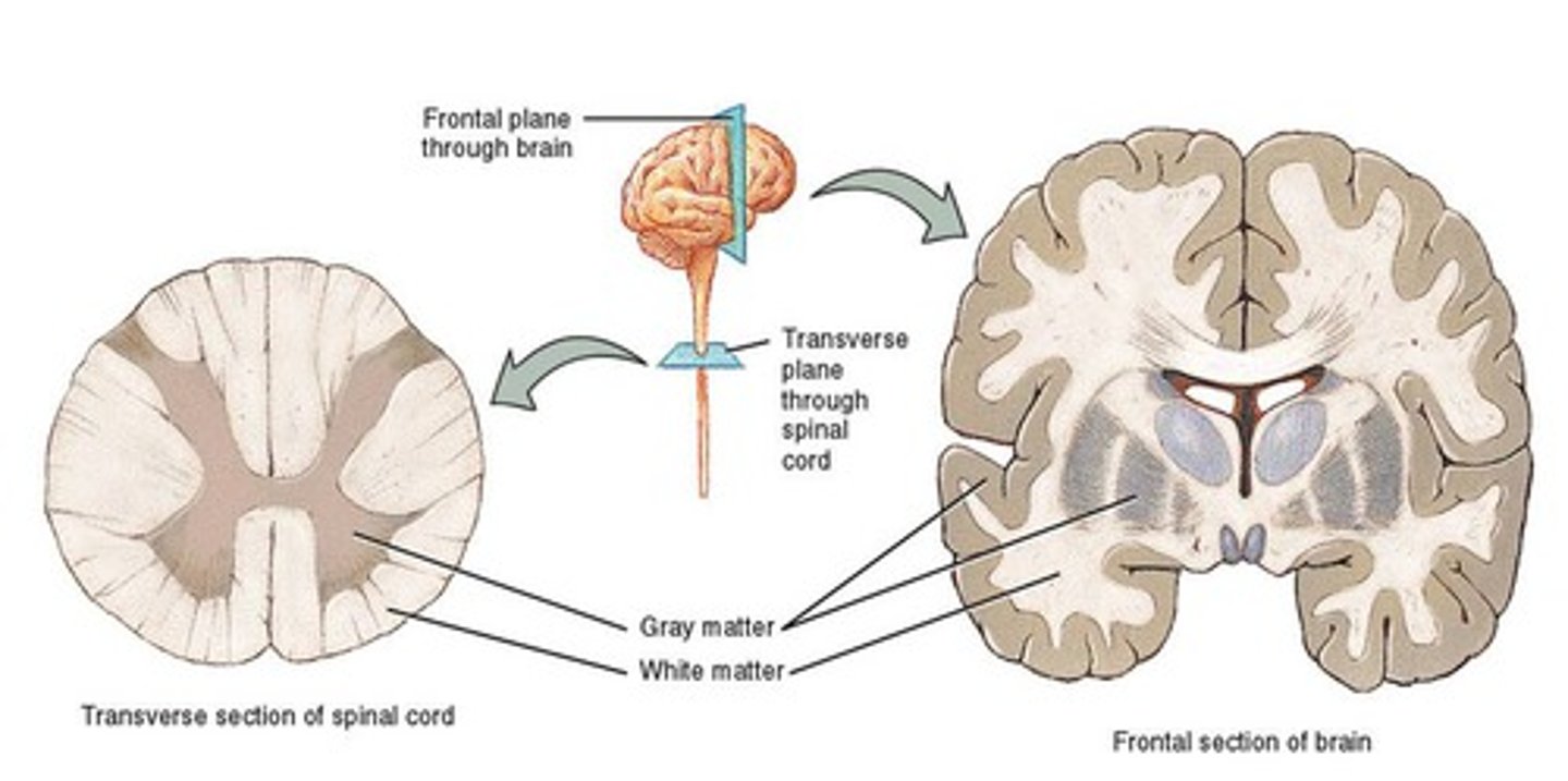 <p>Tissues that make up the spinal cord, with white matter containing nerve fibers and grey matter containing cell bodies</p>
