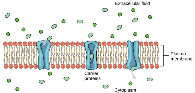 <p>channel protein structure </p>