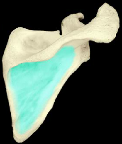 <p>the flat area inferior to the scapular spine</p>