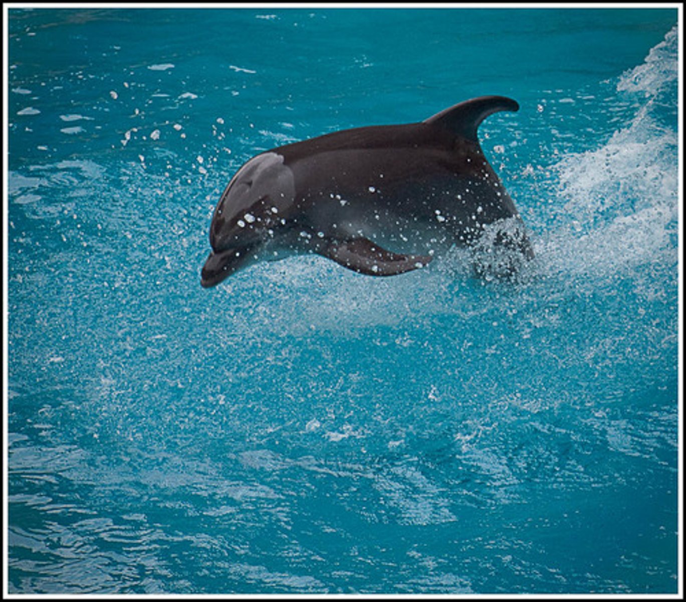 <p>All but the helmsman, who had recognized that Dionysus was a god, were turned into dolphins when Dionysus turned into a lion and scared them</p>
