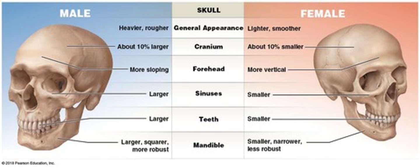 <p>Differences in skeleton based on sex and age.</p>