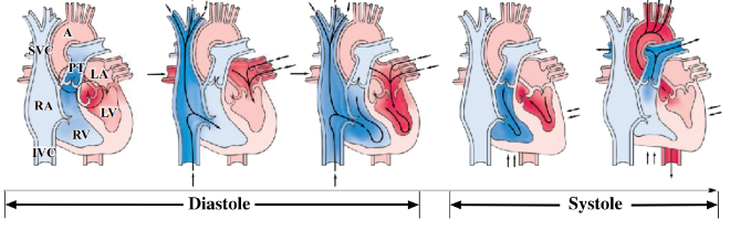 <p>-blood pressure = systolic pressure/diastolic pressure (mm Hg)</p><p>-diastole: ventricles relax and fill (blood coming from superior and inferior vena cava, and the pulmonary veins) and the aorta and pulmonary trunk undergo elastic recoil</p><p>-systole: ventricles contract and empty (blood leaving via the aorta and pulmonary trunk)</p>