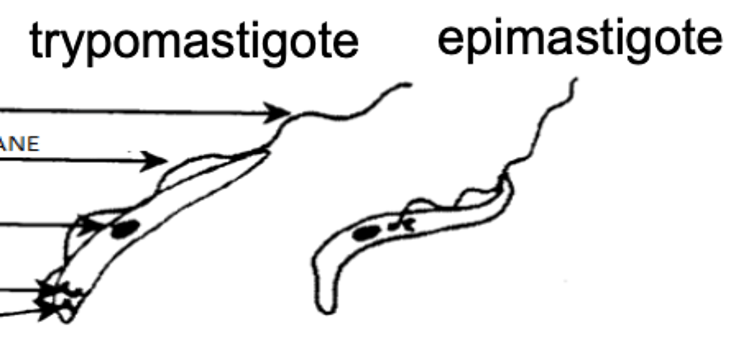 <p>which version of Trypanosoma would we find inside of the vertebrate host?</p>