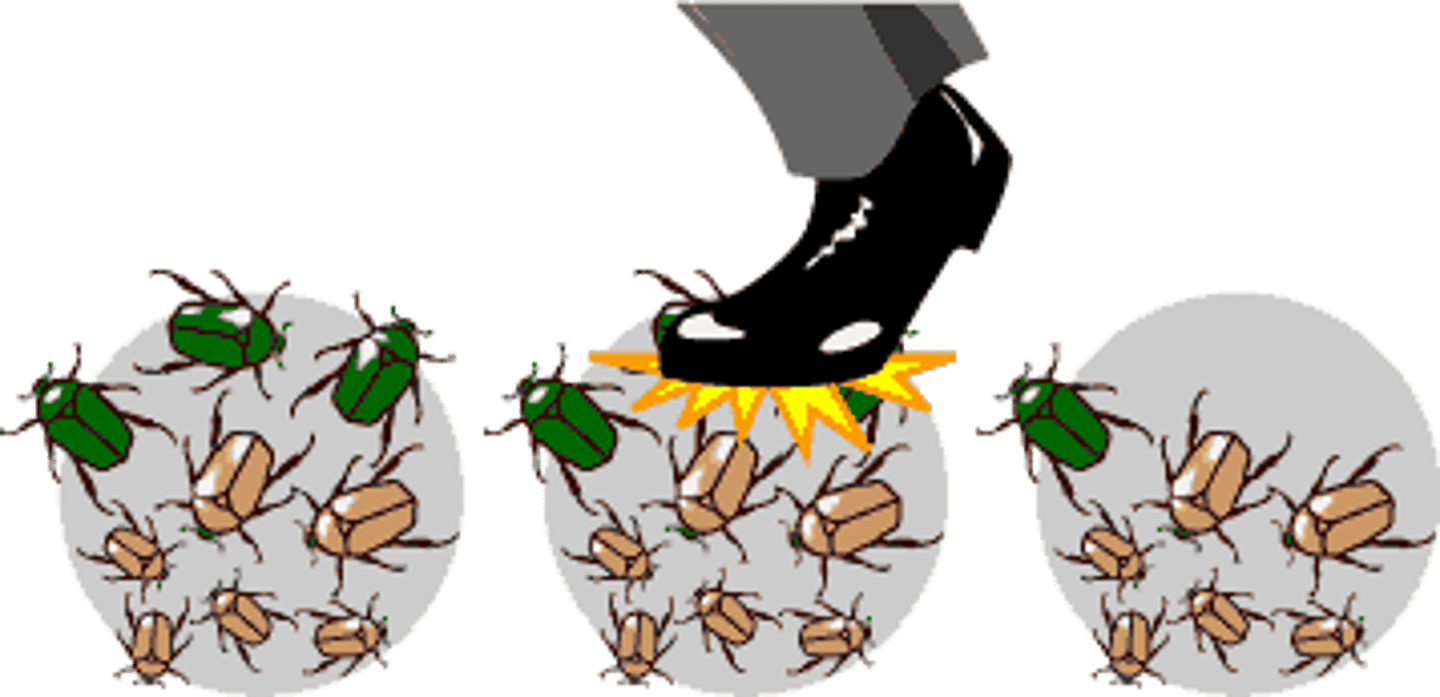 <p>This is the idea that, through chance, some individuals will leave behind more descendants than others, leading to a shift in the allele frequency of the population. This will have a greater effect on smaller populations which already have a very small gene pool, when in larger populations it is likely that the allele will still remain in a large frequency even when it occurs.</p>