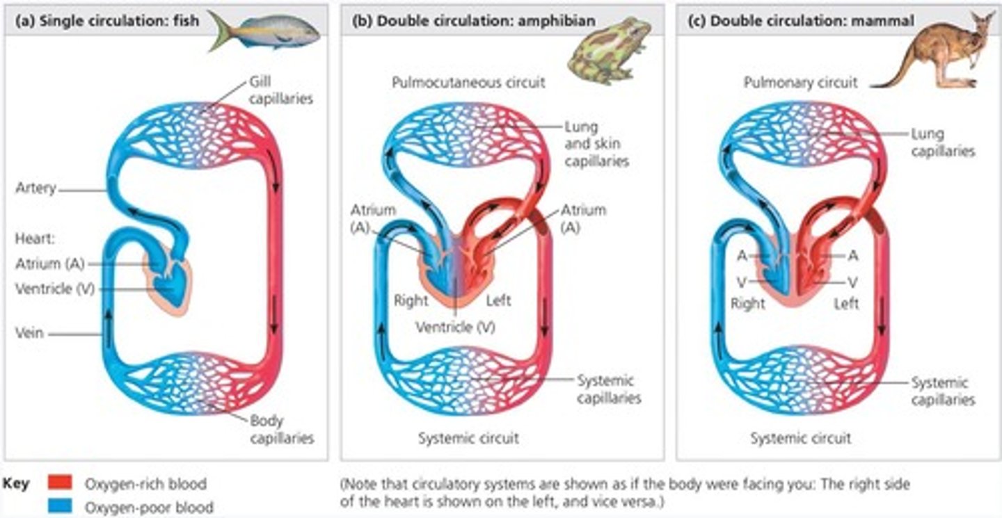 <p>Right heart pumps oxygen-poor blood to gas exchange tissues.</p>