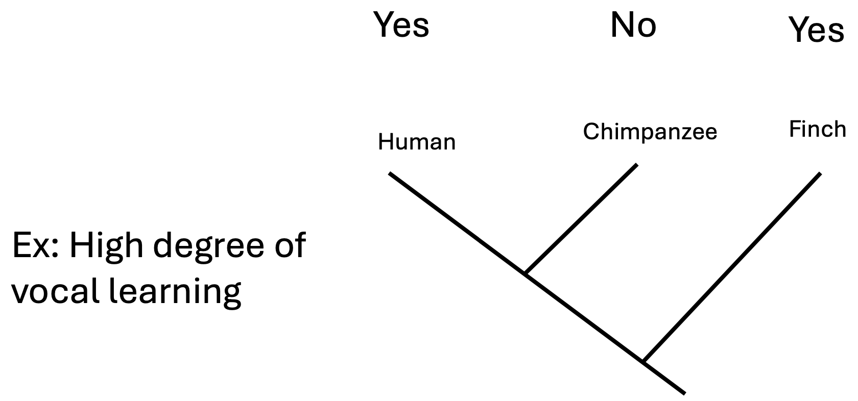 <p>• Important to understand evolution of traits by homoplasy (analogy) </p><p>• Allows testing evolutionary hypothesis about trait function</p>