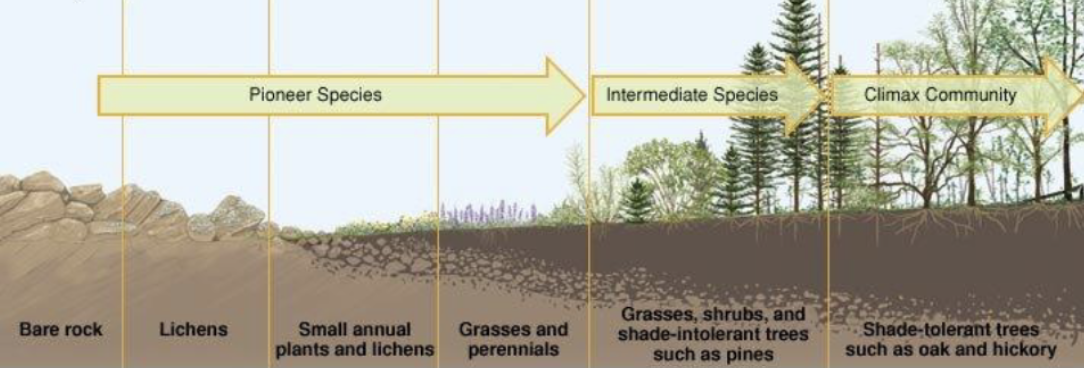 <p>primary succession</p>