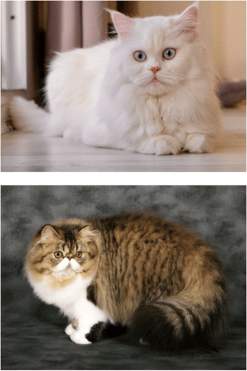 <p>Klassieke/gevestigde rassen</p><p>Brachycefaal</p><p>Lion cut tegen klitten</p>