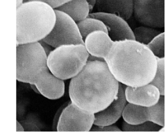 <ul><li><p>round & ovoid </p></li></ul><ul><li><p>asexual reproduction/budding </p></li></ul><p></p>