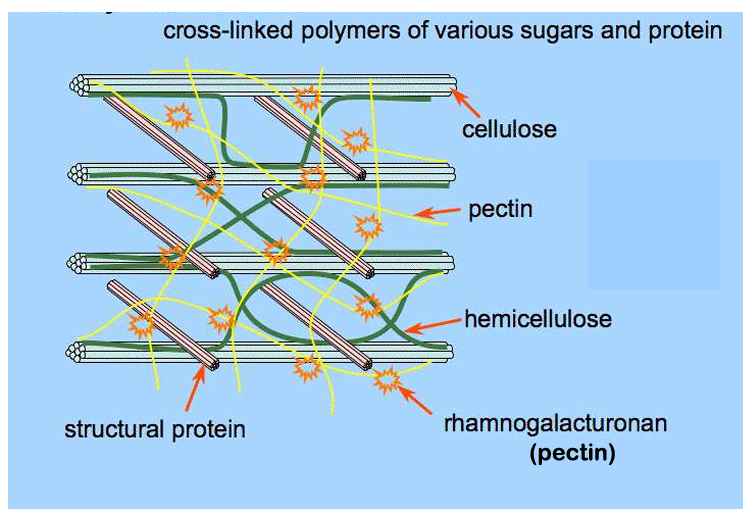 <p>Plant cell wall structure</p>