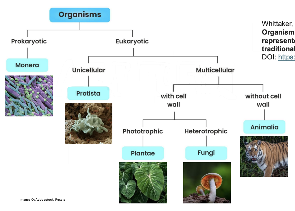 <p>3 corrections in Whittaker’s 5-kingdom classification system</p>
