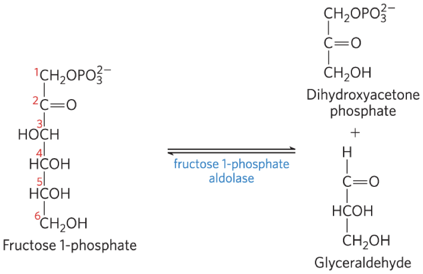 <p>fructose 1-phosphate aldolase = cleaves fructose 1-phosphate to glyceraldehyde and dihydroxyacetone</p>