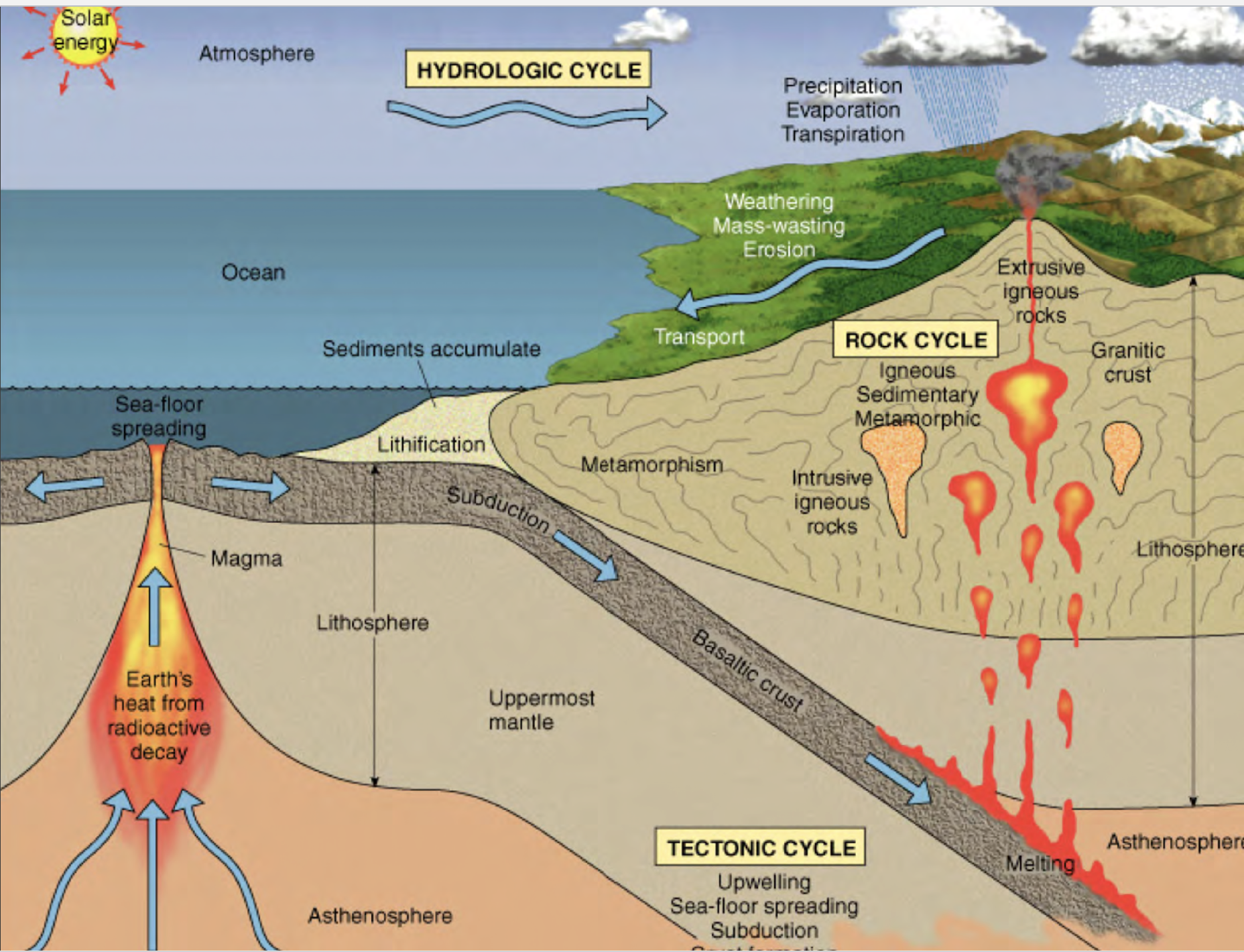 <p>The study of the structure and movement of the Earth's lithosphere. (Berner and Lasaga, 1983)</p>