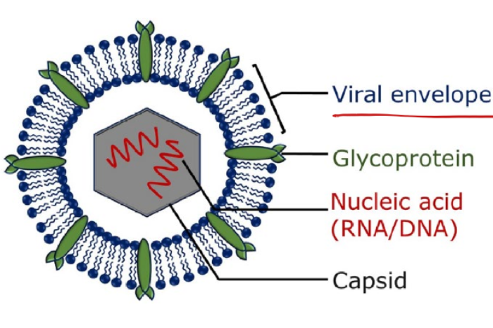 <p>Envelopes are optional for viruses, creates another layer of protection, and helps evade the immune system by stealing glycoproteins from host cell DNA</p>
