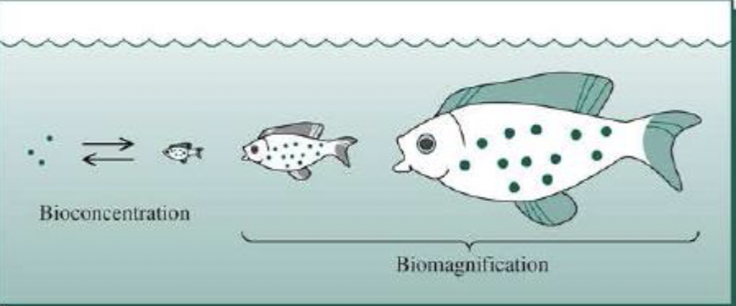 <ol><li><p>Bioconcentration</p></li><li><p>Biomagnification</p></li></ol>