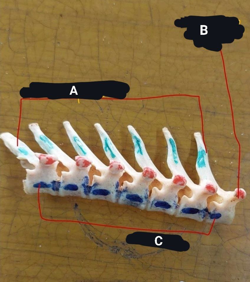 <p>Cat’s Thoracic Vertebrae</p>