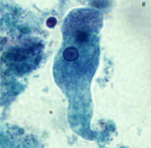 <p>Professor: Dr. Glena Fe A. Yapchulay-Alcabasa</p>