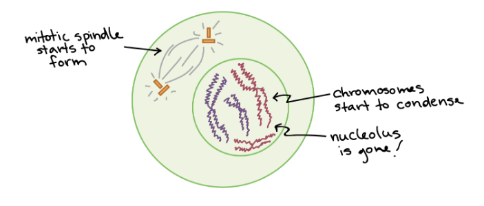 <p>This is the ______ stage of mitosis.</p>